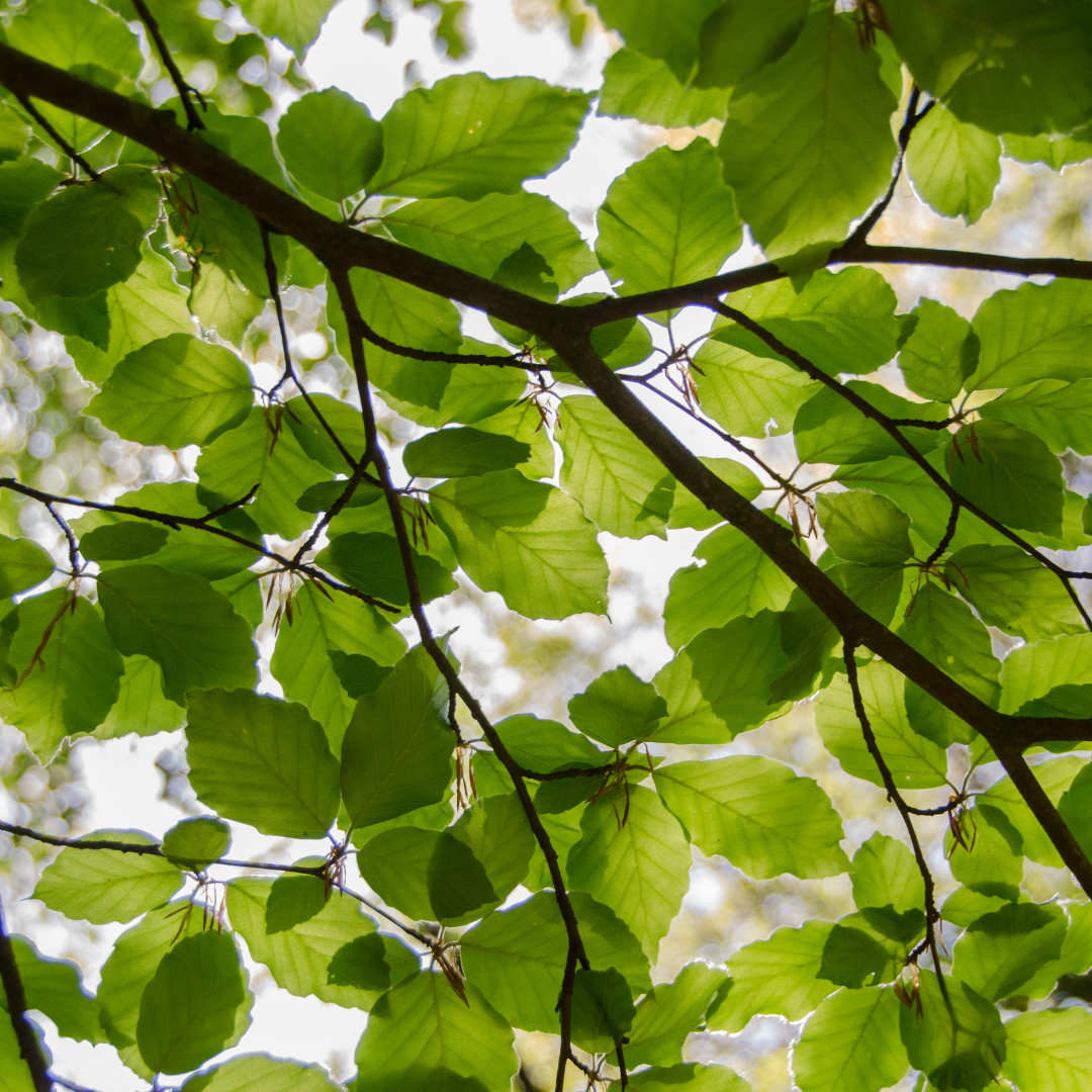 [Webinaire] Les spécificités du permis d’environnement à Bruxelles et en Wallonie 